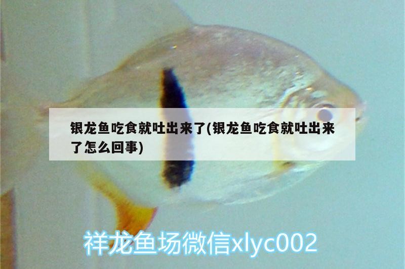 銀龍魚吃食就吐出來了(銀龍魚吃食就吐出來了怎么回事)