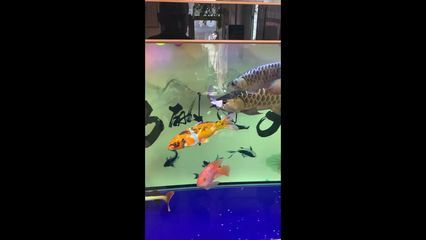 龍魚(yú)吃了一條比較大的魚(yú)會(huì)噎死嗎_