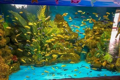 韶關水族館vs祥龍魚場（探討韶關水族館與祥龍魚場之間的差異之前需要明確兩者的基本信息）