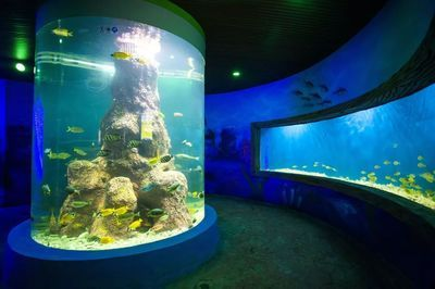 韶關水族館vs祥龍魚場（探討韶關水族館與祥龍魚場之間的差異之前需要明確兩者的基本信息）