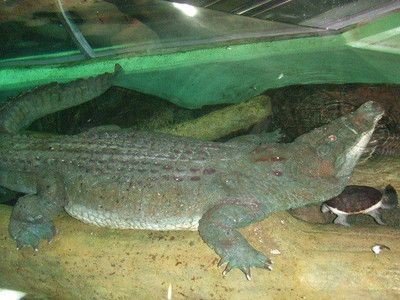 韶關水族館vs祥龍魚場（探討韶關水族館與祥龍魚場之間的差異之前需要明確兩者的基本信息）