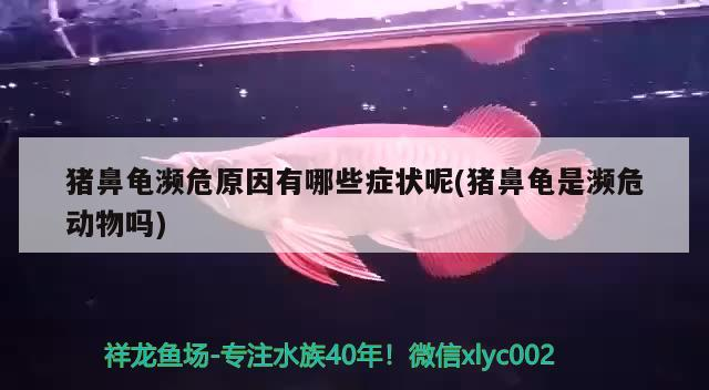 豬鼻龜瀕危原因有哪些癥狀呢(豬鼻龜是瀕危動物嗎)