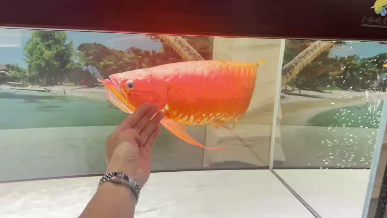 越來越紅了