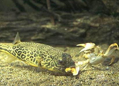 龍魚吃龍蝦：龍魚可以吃龍蝦嗎