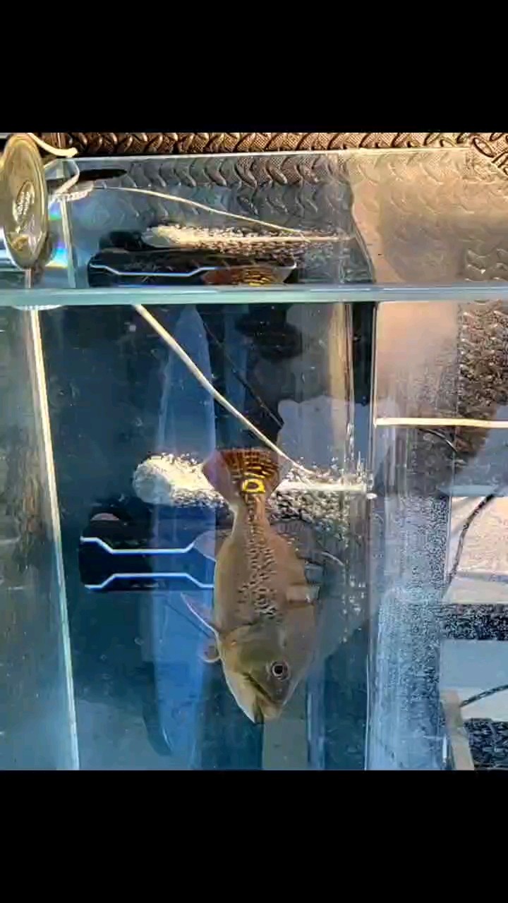 吃魚