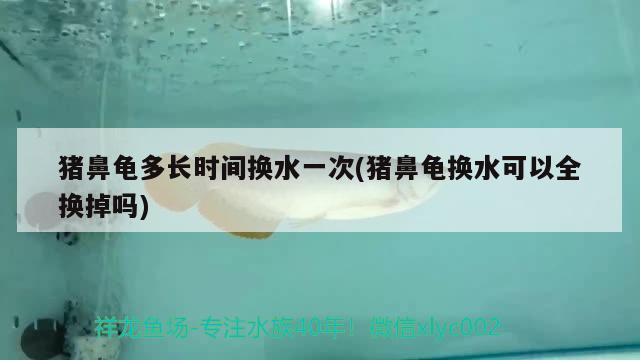 豬鼻龜多長(zhǎng)時(shí)間換水一次(豬鼻龜換水可以全換掉嗎)