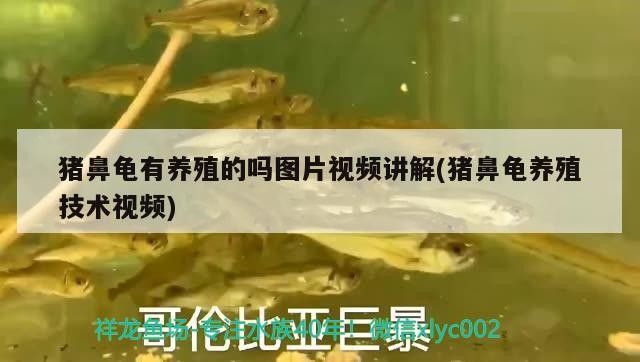 豬鼻龜有養殖的嗎圖片視頻講解(豬鼻龜養殖技術視頻) 豬鼻龜有養殖的嗎圖片視頻講解(豬鼻龜養殖技術視頻) 豬鼻龜百科