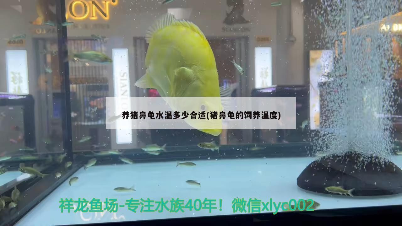 養豬鼻龜水溫多少合適(豬鼻龜的飼養溫度)