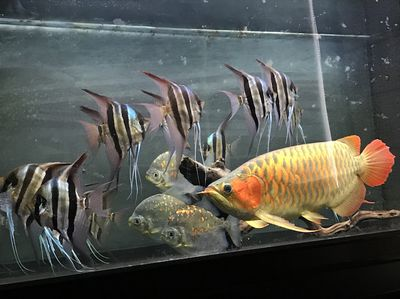 衢州水族館vs祥龍魚場（探討衢州水族館與祥龍魚場之間的差異之前需要明確兩者的基本信息）