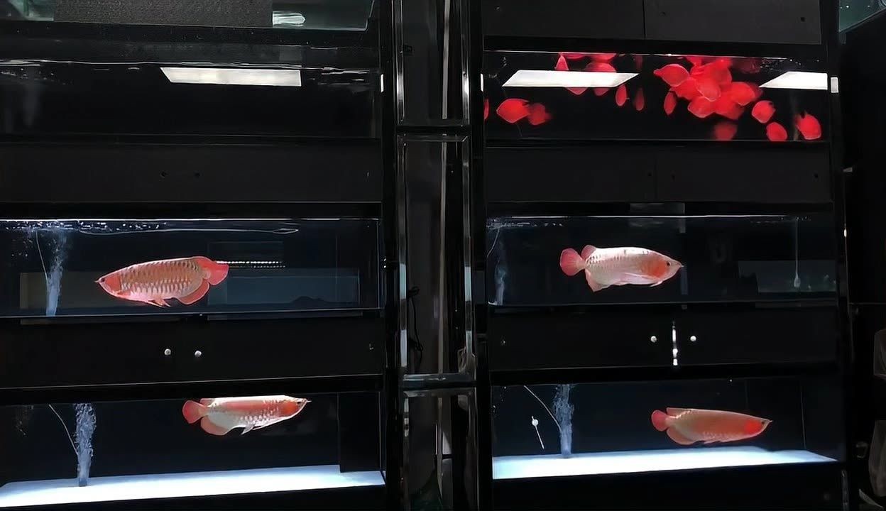 衢州水族館vs祥龍魚場（探討衢州水族館與祥龍魚場之間的差異之前需要明確兩者的基本信息）