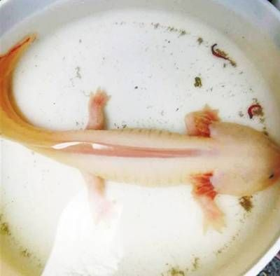 漯河龍魚vs祥龍魚場（探討漯河龍魚與祥龍魚場之間的差異之前，我們需要明確兩個概念） 漯河龍魚vs祥龍魚場（探討漯河龍魚與祥龍魚場之間的差異之前，我們需要明確兩個概念） 全國水族館企業(yè)名錄 第3張