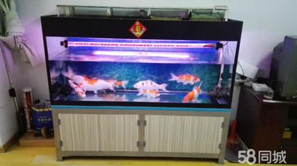 12厘米魚缸：12厘米魚缸可以根據個人需求和喜好進行選擇和裝飾