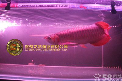 無(wú)錫龍魚vs祥龍魚場(chǎng)（無(wú)錫龍魚和祥龍魚場(chǎng)）