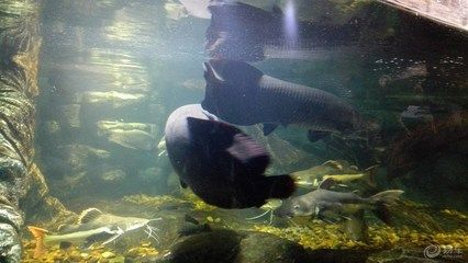 無(wú)錫龍魚vs祥龍魚場(chǎng)（無(wú)錫龍魚和祥龍魚場(chǎng)）