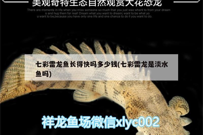 七彩雷龍魚長(zhǎng)得快嗎多少錢(七彩雷龍是淡水魚嗎)