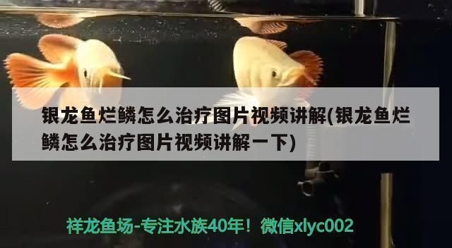 龍魚爛鱗可以用高錳酸鉀嗎vs祥龍魚場(chǎng):龍魚爛鱗怎么治療