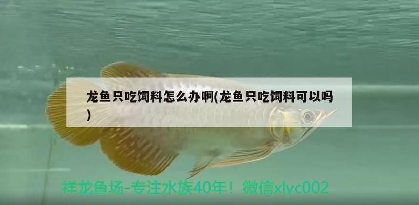龍魚(yú)喂活食不吃魚(yú)食怎么辦vs祥龍魚(yú)場(chǎng)：如何自制龍魚(yú)飼料
