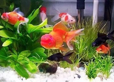 龍魚(yú)喂活食不吃魚(yú)食怎么辦vs祥龍魚(yú)場(chǎng)：如何自制龍魚(yú)飼料