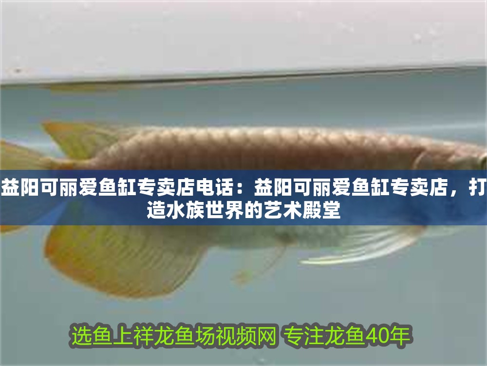 益陽可麗愛魚缸專賣店電話：益陽可麗愛魚缸專賣店，打造水族世界的藝術殿堂