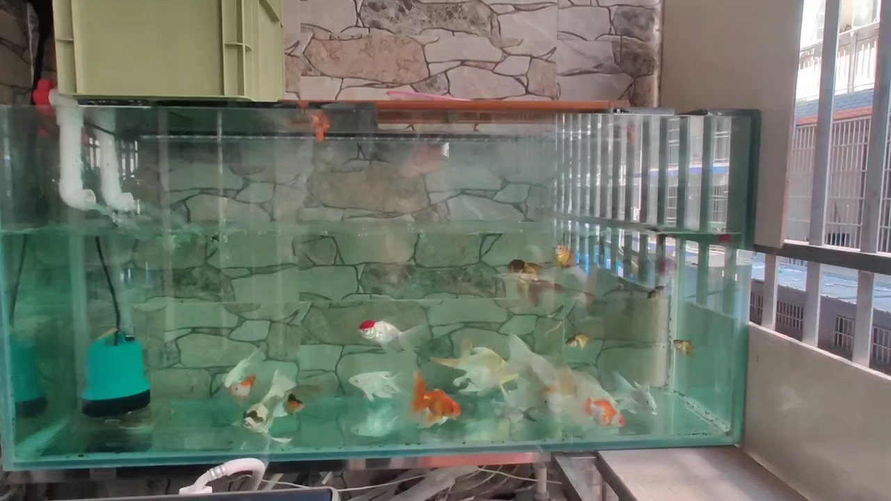 簡簡單單蝴蝶鯉