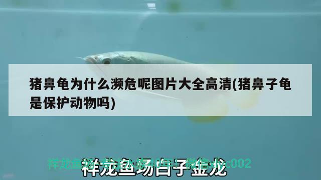 豬鼻龜為什么瀕危呢圖片大全高清(豬鼻子龜是保護動物嗎)