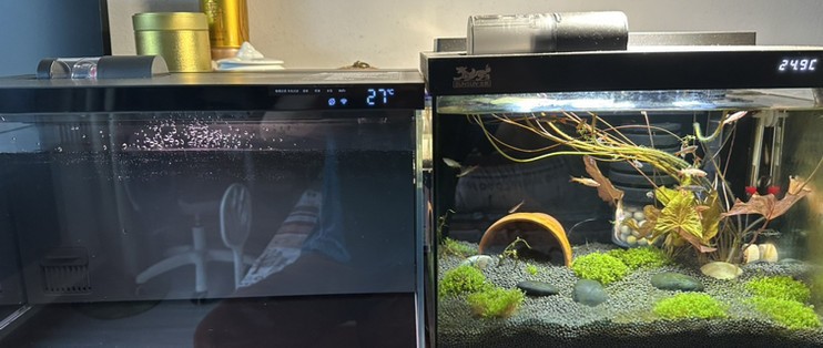 龍魚突然不愛游動了怎么辦