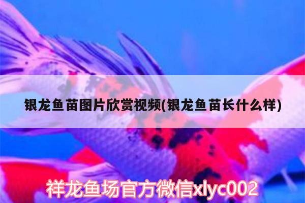 銀龍魚苗圖片欣賞視頻(銀龍魚苗長什么樣)