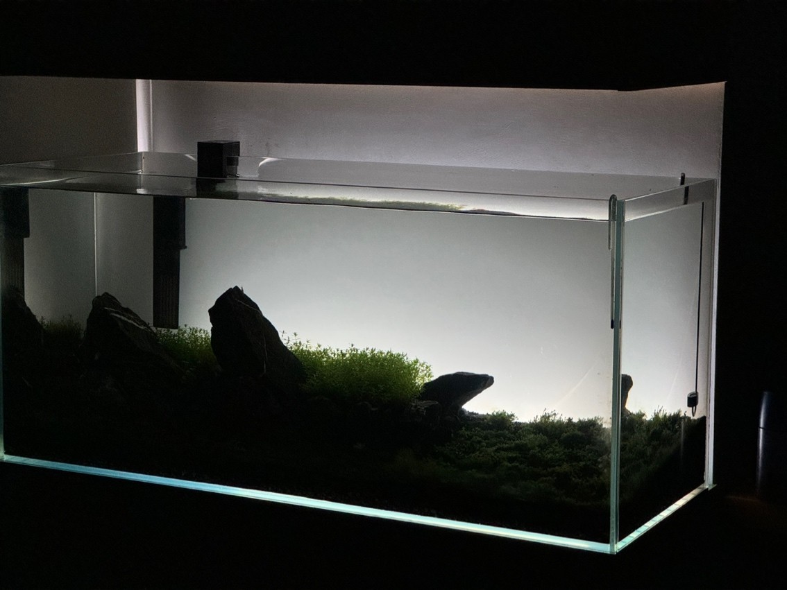 草缸背光氛圍感