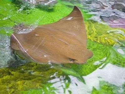 魟魚尾巴彎了：\"魟魚尾巴彎了\"