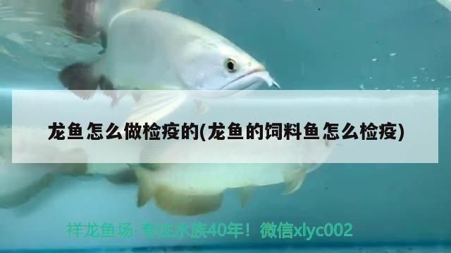 龍魚檢疫需要幾天完成呢vs祥龍魚場：祥龍魚場檢疫流程詳解祥龍魚場檢疫費用龍魚常見疾病預防