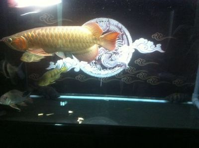 紅龍魚大概多少錢一條啊：紅龍魚價格受多種因素影響，