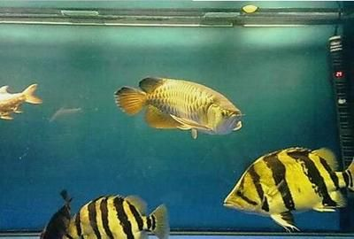 虎魚為什么發(fā)白了：虎魚為什么會(huì)發(fā)白？