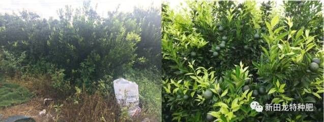 貴港龍魚vs祥龍魚場（探討貴港龍魚與祥龍魚場之間的關系之前需要明確兩者之間的區別）