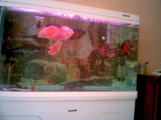 50厘米的魚缸能養(yǎng)招財貓嗎：50厘米的魚缸太小了，不適合單獨養(yǎng)招財貓魚