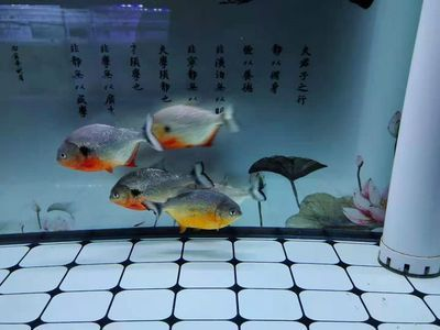 50厘米的魚缸能養(yǎng)招財貓嗎：50厘米的魚缸太小了，不適合單獨養(yǎng)招財貓魚