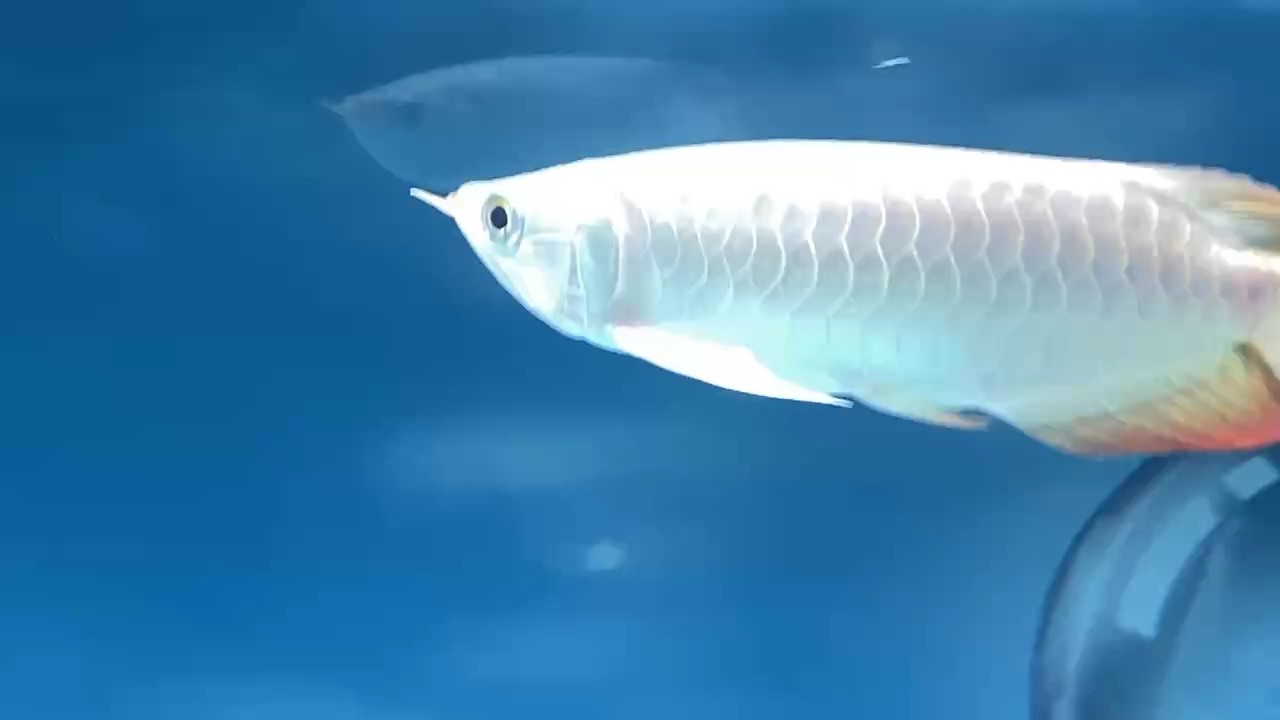 打卡記錄一下，新龍魚到家。