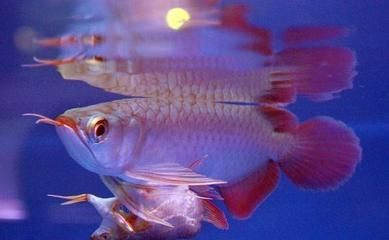 青龍魚和紅龍魚的區(qū)別：青龍魚和紅龍魚各有特點(diǎn)