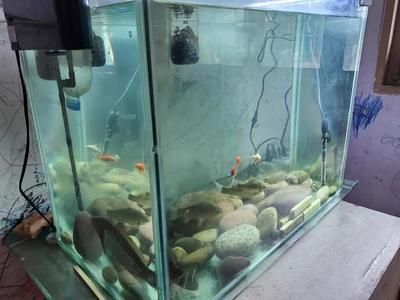 8毫米厚的玻璃能做多大的魚缸呢：8毫米厚的玻璃在制作魚缸時是否足夠安全