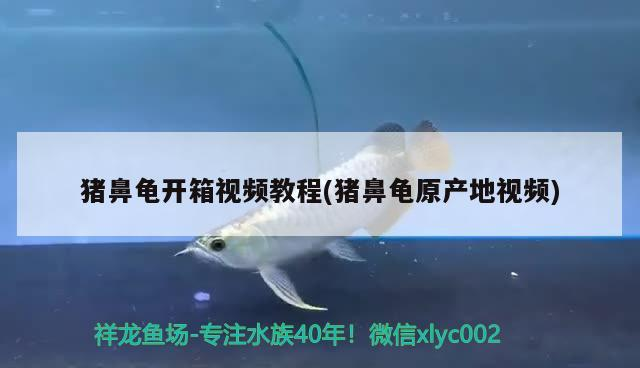 豬鼻龜開箱視頻教程(豬鼻龜原產地視頻)