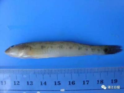 虎魚1314紋路：虎魚1314紋路是一種具有特殊意義和觀賞價值的虎魚變異