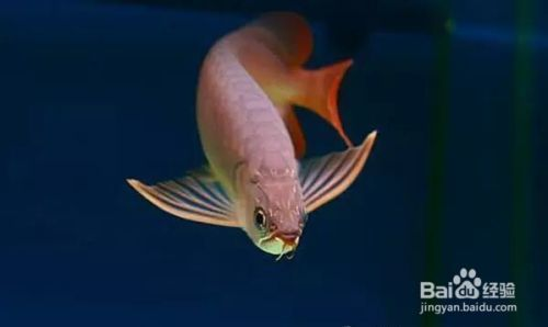 龍魚趴缸解決方法有哪些vs祥龍魚場：祥龍魚場的龍魚品種介紹