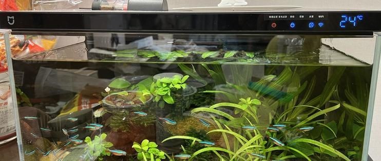 60公分魚缸造景設(shè)計方案視頻：60公分魚缸造景教程