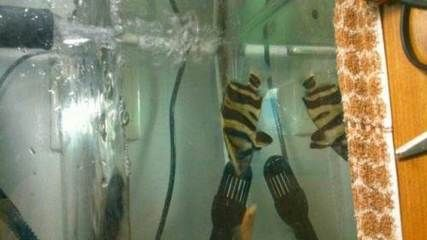 印尼虎魚怎么養長得快些視頻：關于印尼虎魚飼養的一些建議 印尼虎魚怎么養長得快些視頻：關于印尼虎魚飼養的一些建議 虎魚百科 第3張