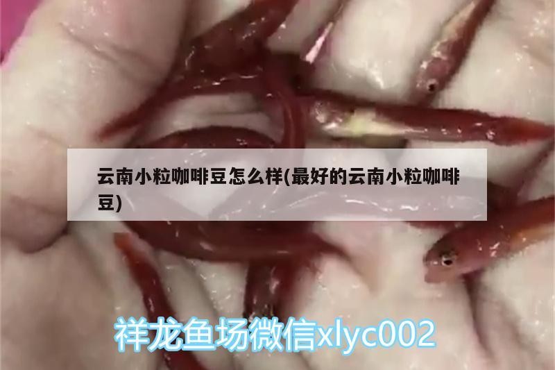 云南小粒咖啡豆怎么樣(最好的云南小粒咖啡豆)