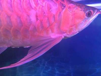 紅龍魚吧 百度貼吧：紅龍魚吧是百度貼吧上關于紅龍魚飼養與觀賞的交流平臺
