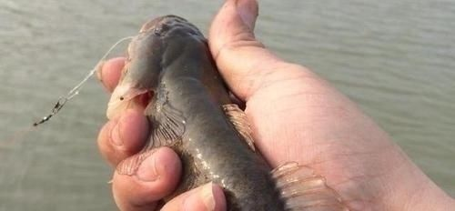 虎魚叫什么魚:虎魚叫什么魚叫什么魚叫什么魚虎魚叫什么魚 虎魚百科 第1張 虎魚叫什么魚:虎魚叫什么魚叫什么魚叫什么魚虎魚叫什么魚 虎魚叫什么魚:虎魚叫什么魚叫什么魚叫什么魚虎魚叫什么魚 虎魚百科 第1張