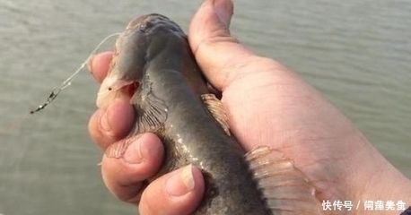 虎魚叫什么魚：虎魚叫什么魚叫什么魚叫什么魚虎魚叫什么魚 虎魚叫什么魚：虎魚叫什么魚叫什么魚叫什么魚虎魚叫什么魚 虎魚百科 第2張