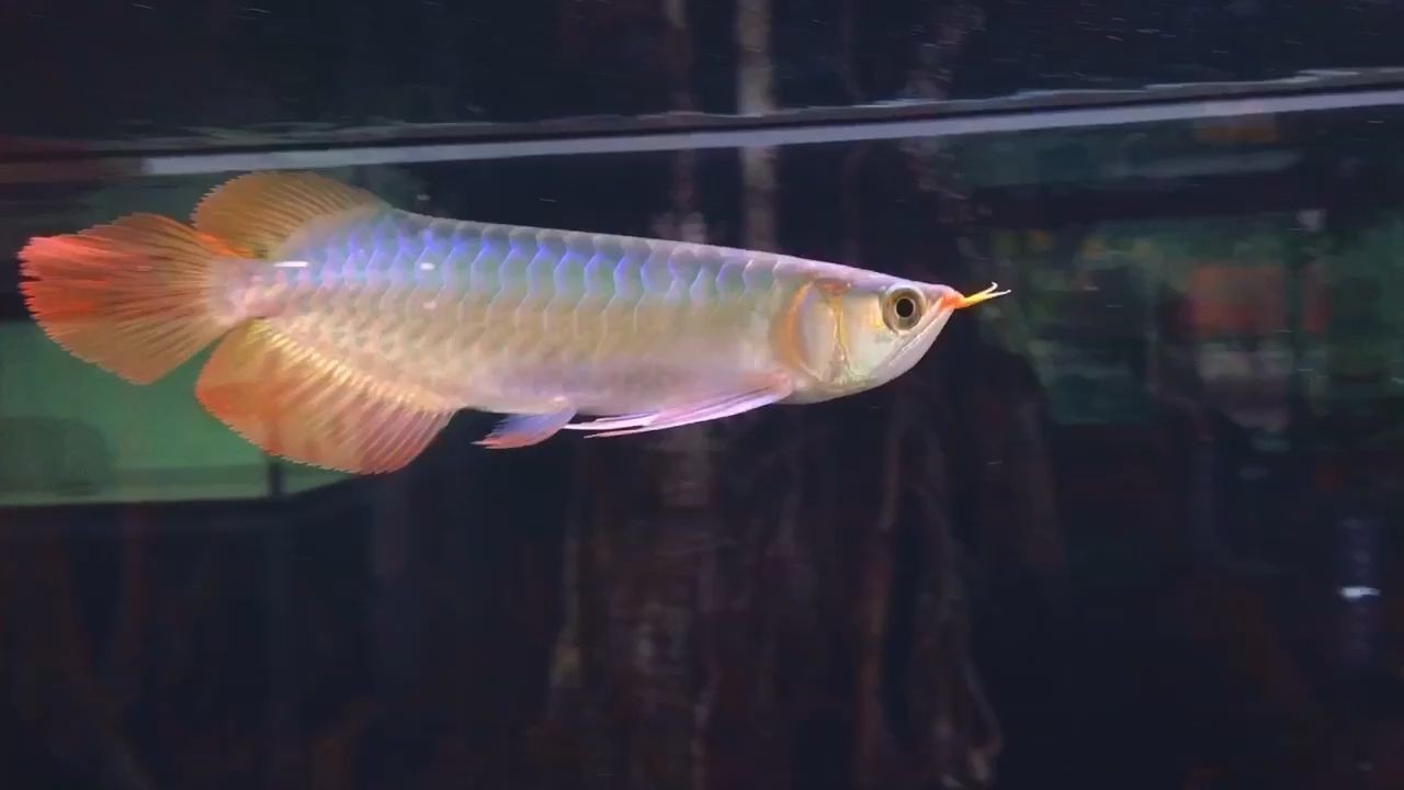 長沙市芙蓉區鵝頭紅寵物用品店