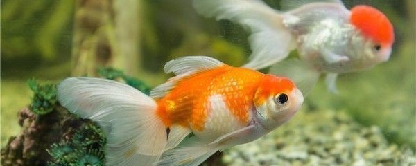 龍魚皮膚有破損怎么回事vs祥龍魚場：祥龍魚場龍魚皮膚破損的原因