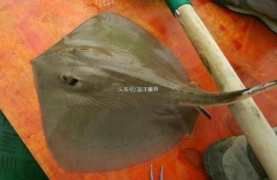 魟魚掉刺好嗎能吃嗎有毒嗎：魟魚在生長過程中會定期更換它們的尾刺是正常的生理現象